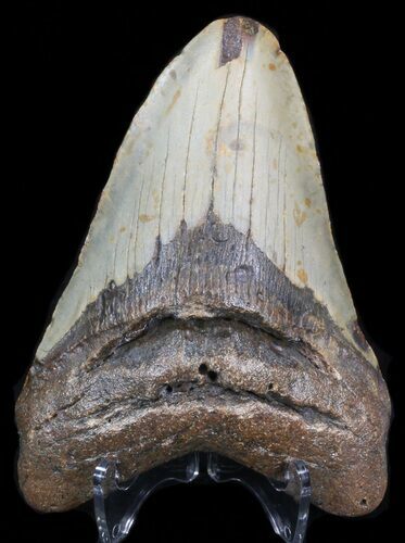 Bargain Megalodon Tooth - North Carolina #41157